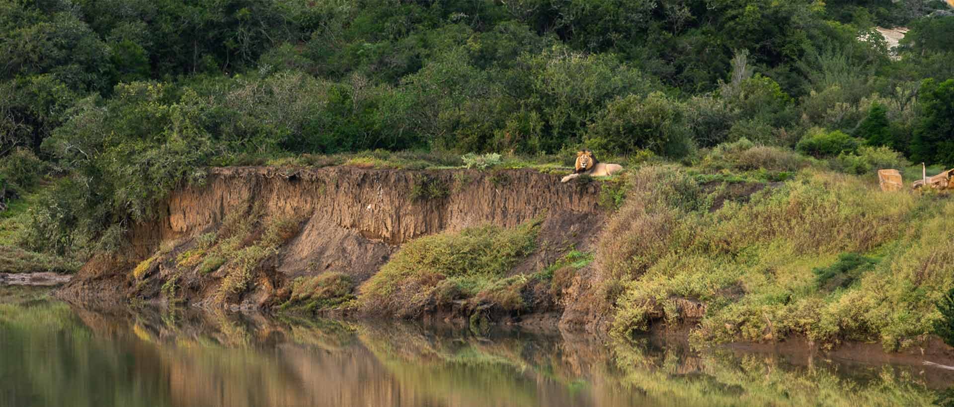 A lion resting on the banks of the Bushmans River at Kariega Game Reserve