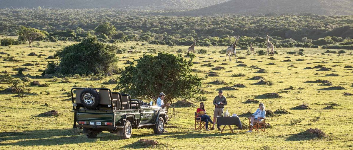 A family enjoying sundowners beside a safari vehicle while giraffes walk past at Kariega Game Reserve