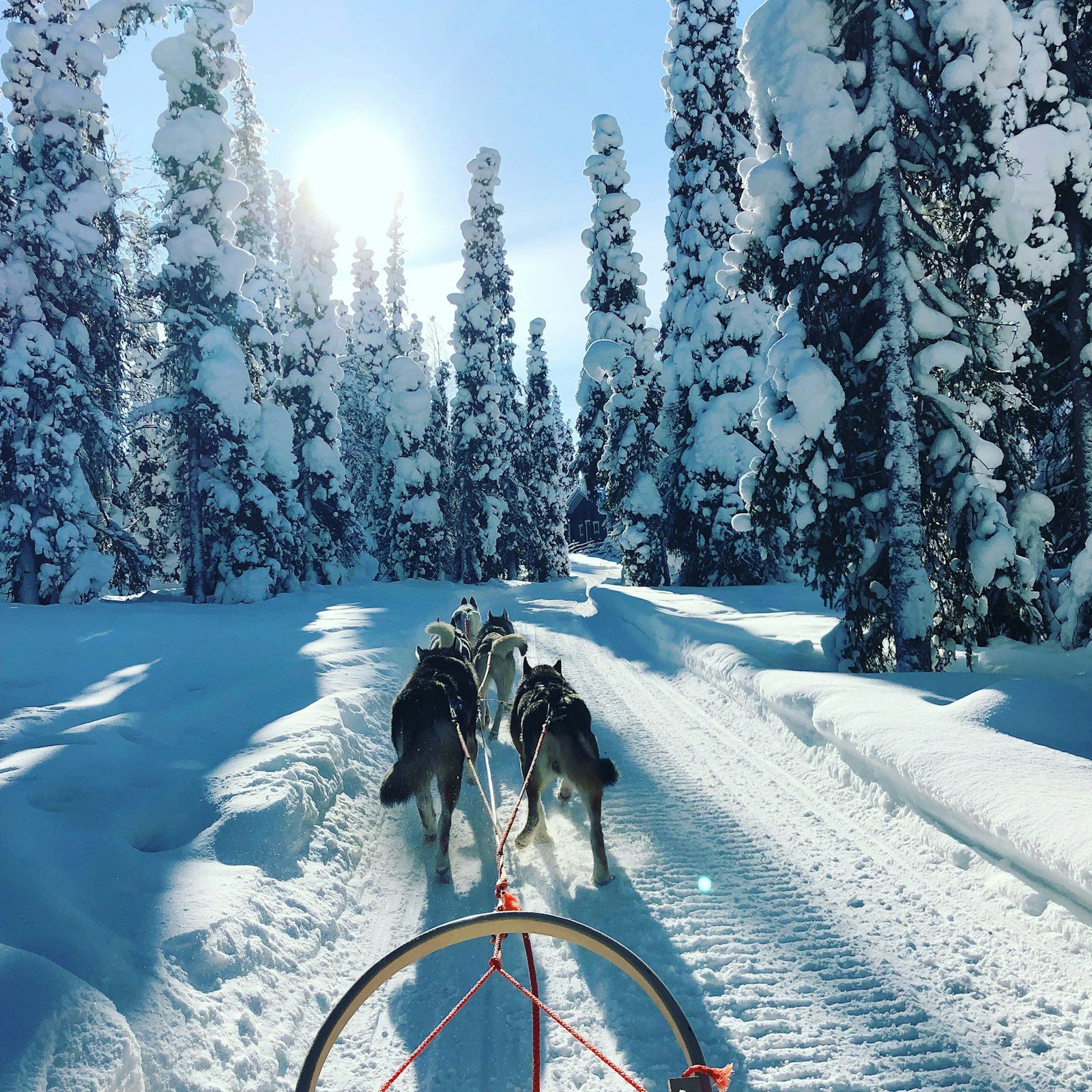 A team of sled dogs running along a snowy forest trail